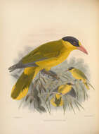 Image of Oriolus chinensis broderipi Bonaparte 1850