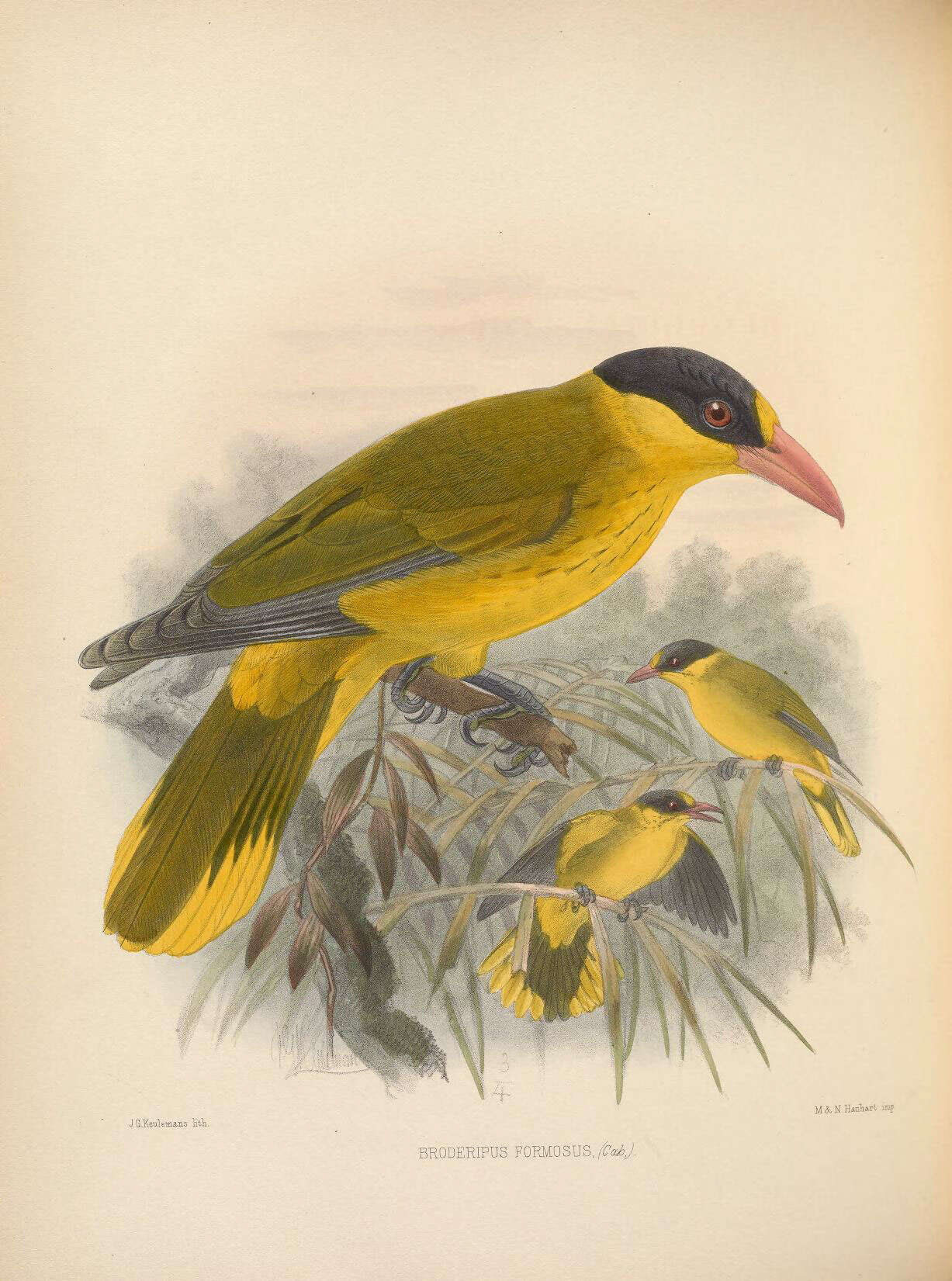 Image de Oriolus chinensis broderipi Bonaparte 1850