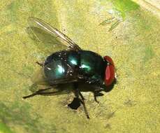 Image of Blow fly