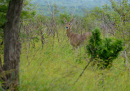 Image of Reedbuck