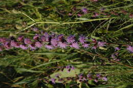 Слика од Liatris aspera Michx.