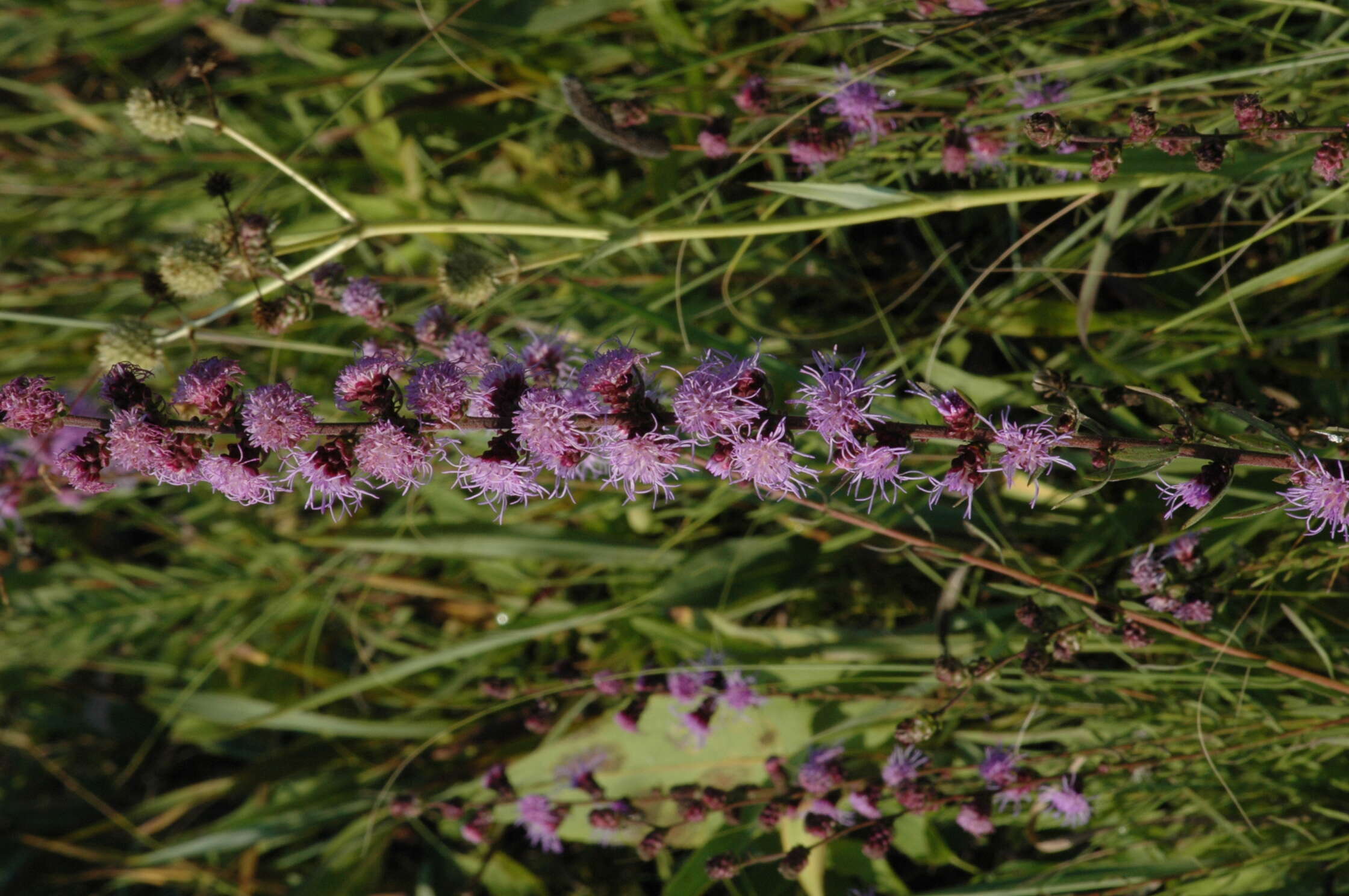 صورة Liatris aspera Michx.