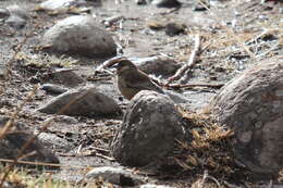 Image of Cape Sparrow