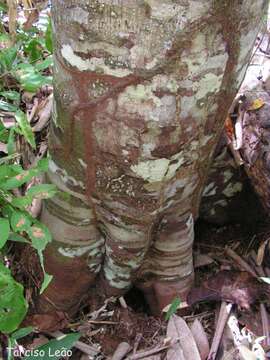 Image de Pourouma guianensis Aubl.