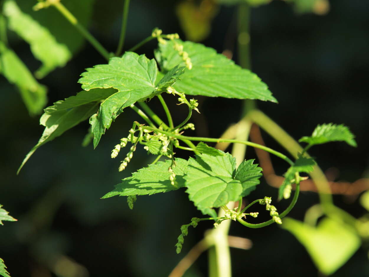 Image of common hop