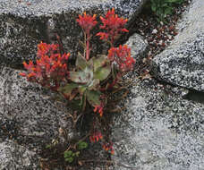 Image of Dudleya