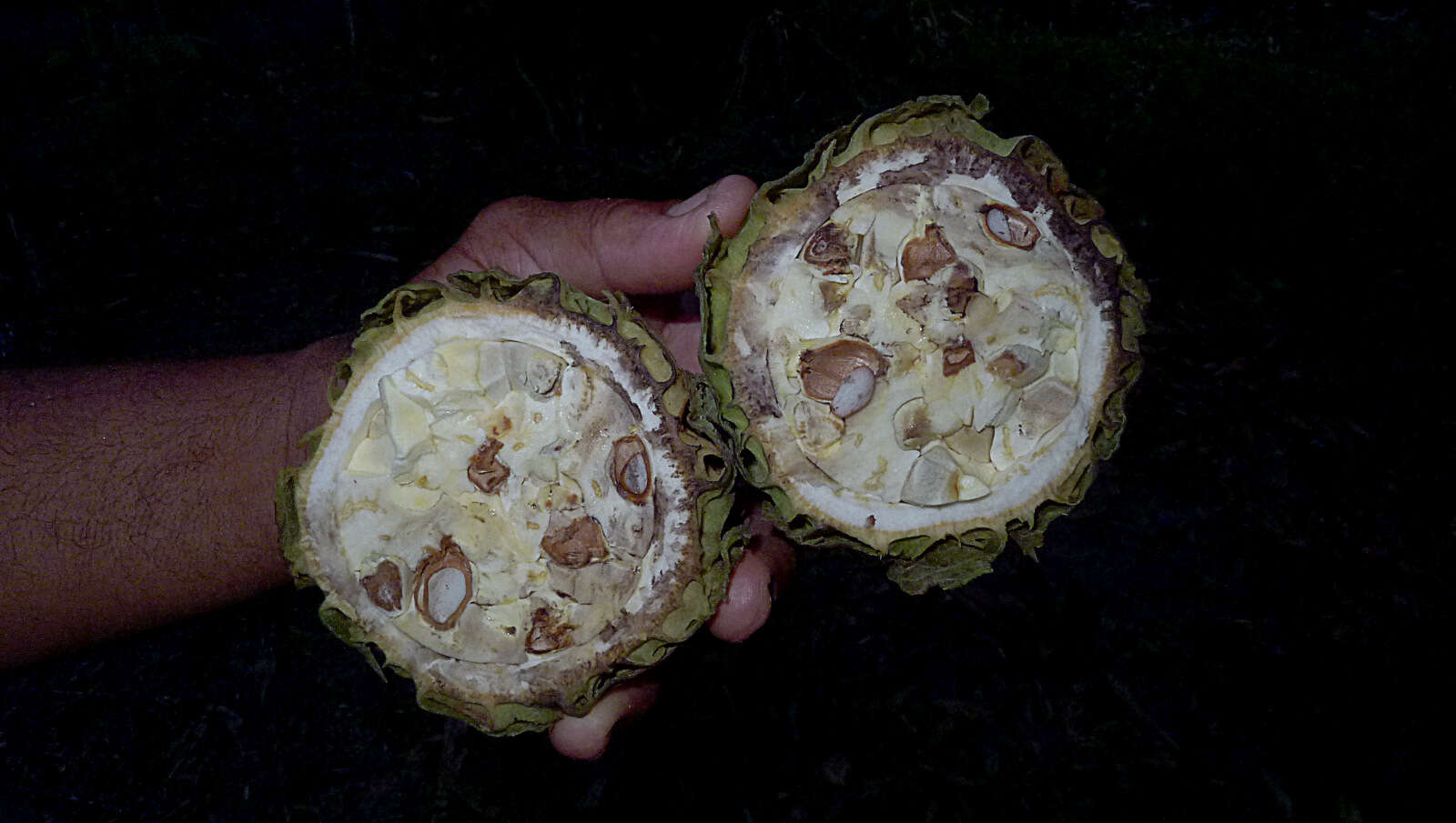 Image de Carpotroche brasiliensis (Raddi) Endl.