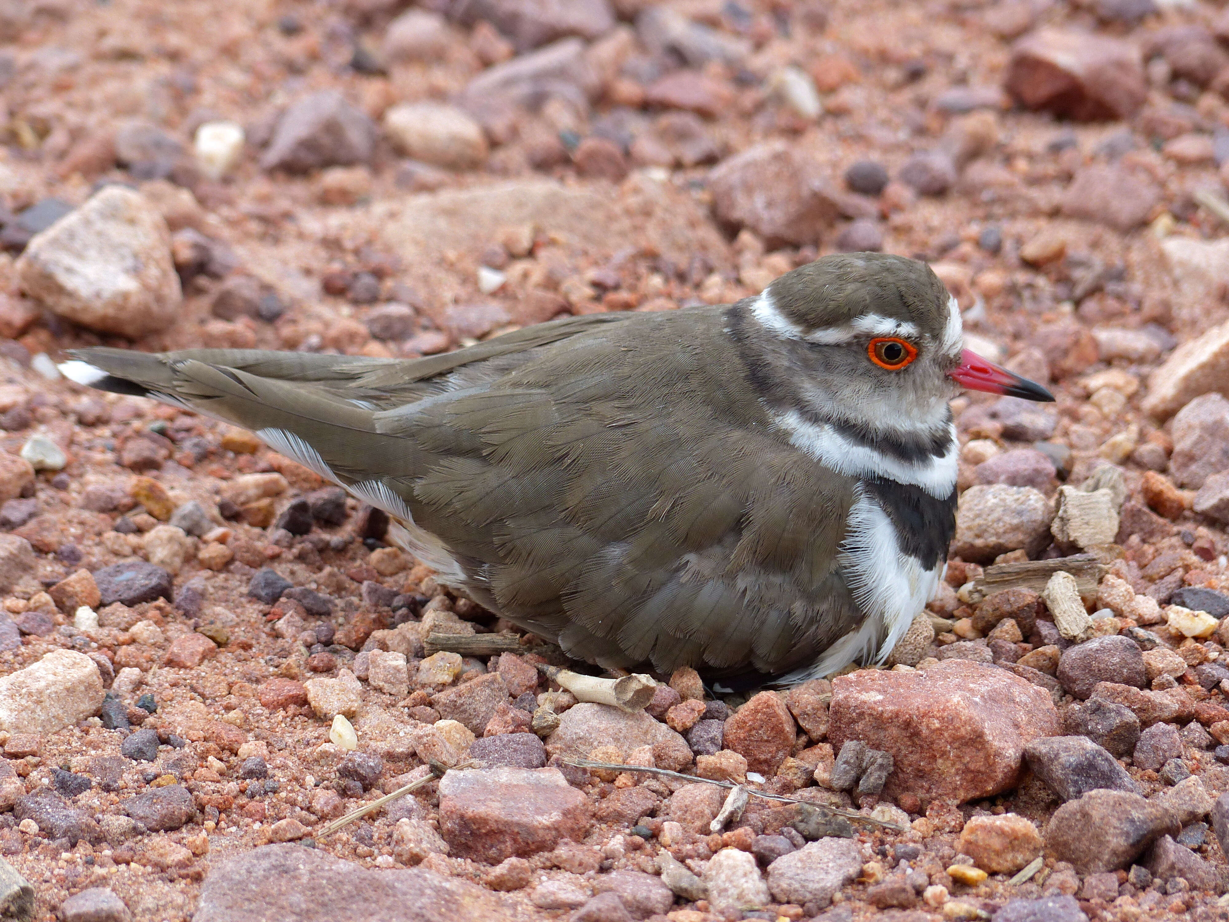 Image of African Three-banded Plover