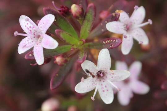 Image of slender myoporum