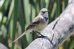 Image of Cape Wagtail