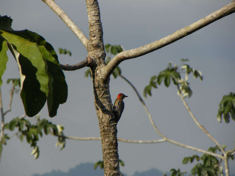 Image of Red-crowned Woodpecker