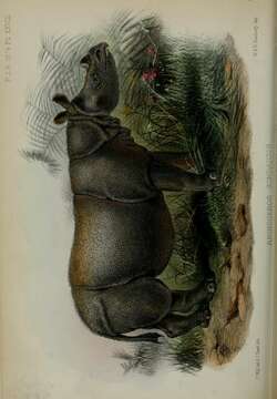 Image de Rhinoceros Linnaeus 1758