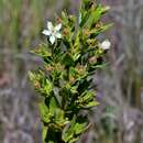 Image of island glorybush