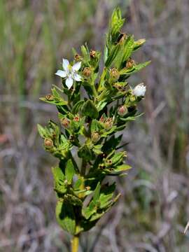 Image of island glorybush