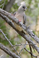 Image of White-backed Mousebird