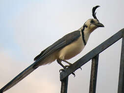 Image of Magpie-jay