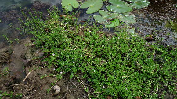 Image of Water Hyssop