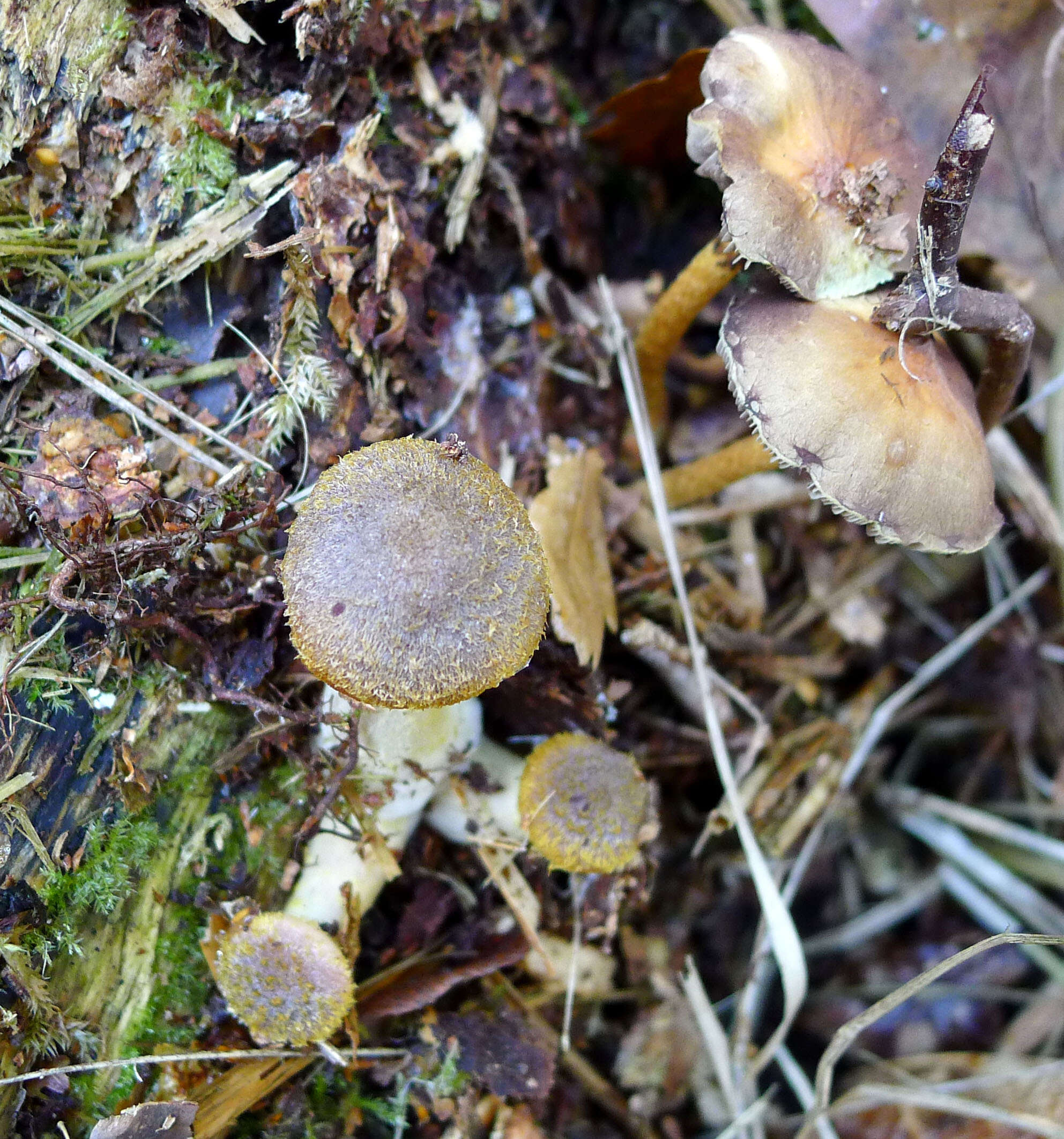 Image of Honey Fungus