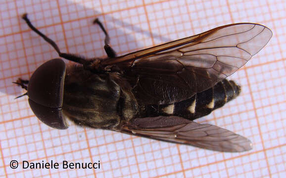 Image of pale giant horse-fly