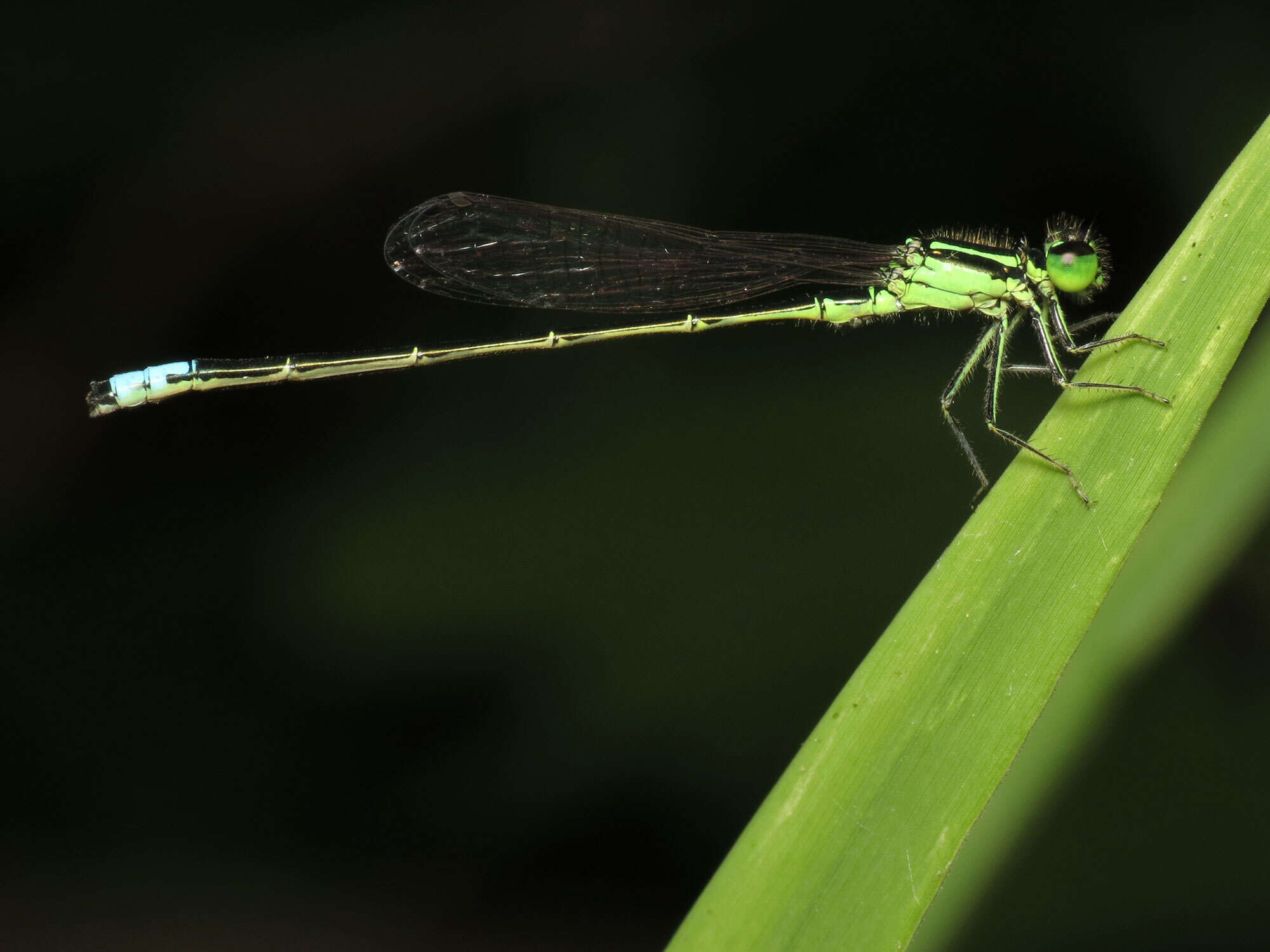 Image of Eastern Forktail