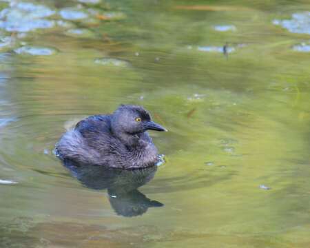 Image of Least Grebe