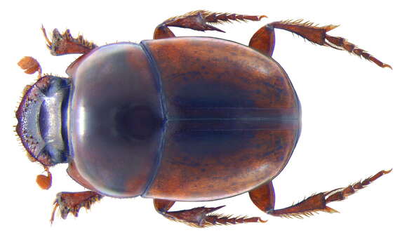 Image of Caccobius (Cacconemus) castaneus (Klug 1855)