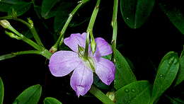 Image of Ceylon spinach