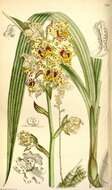 Imagem de Cyrtopodium virescens Rchb. fil. & Warm.