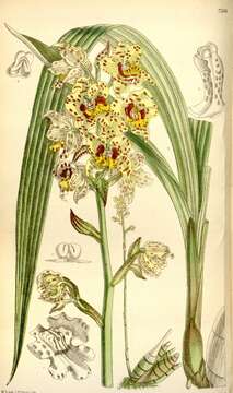 Image of Cyrtopodium virescens Rchb. fil. & Warm.