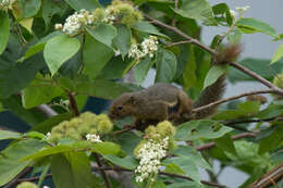 Image of Callosciurus Gray 1867