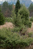 Image of common juniper