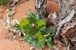 Lomatium latilobum (Rydb.) Mathias resmi