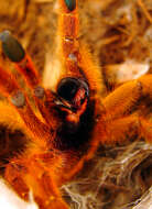 Image of Orange Baboon Tarantula