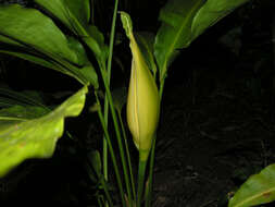 Image of Cyclanthus