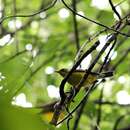 Image of Canada Warbler