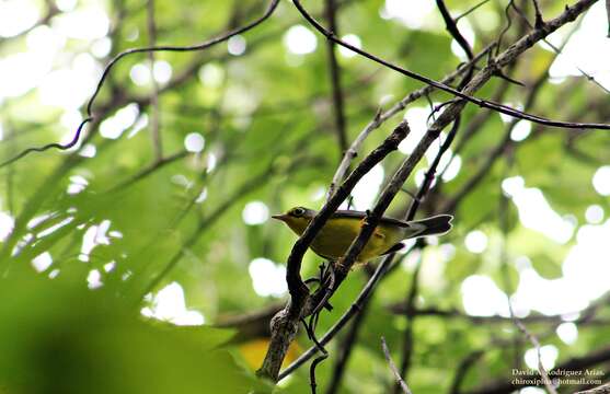 Слика од Cardellina canadensis (Linnaeus 1766)