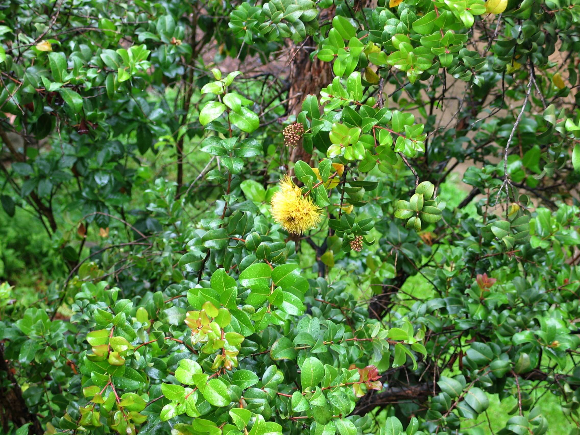 Image of 'ohi'a lehua