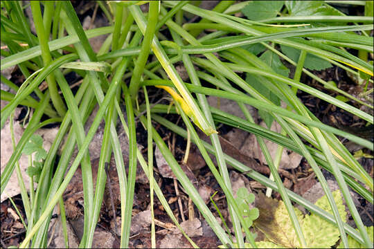 Image of Ornithogalum orthophyllum subsp. kochii (Parl.) Zahar.