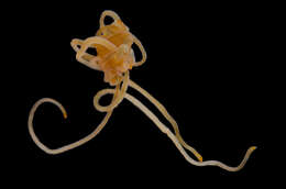 Image of Cephalothrix rufifrons (Johnston 1837)