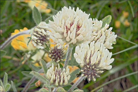 Image de Trifolium noricum Wulfen