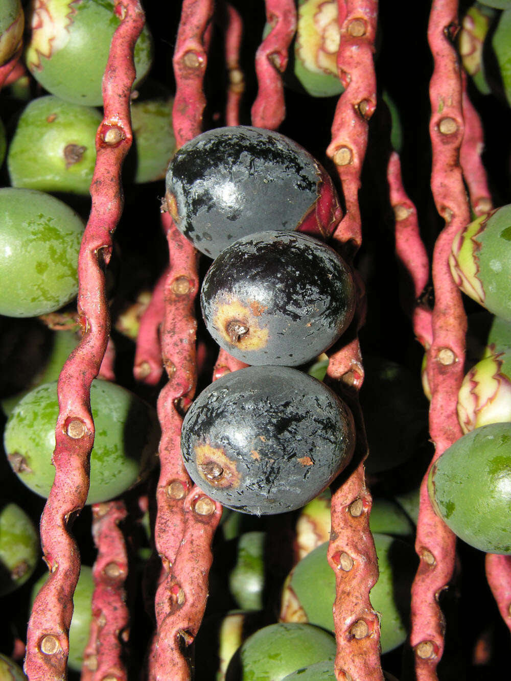 Image of Bamboo Palm