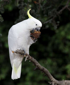 Image of Sulphur-crested Cockatoo