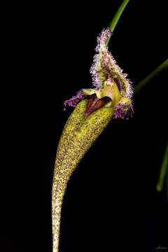 Sivun Bulbophyllum fascinator (Rolfe) Rolfe kuva