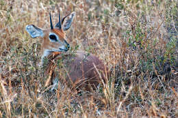 Image of Steenbok