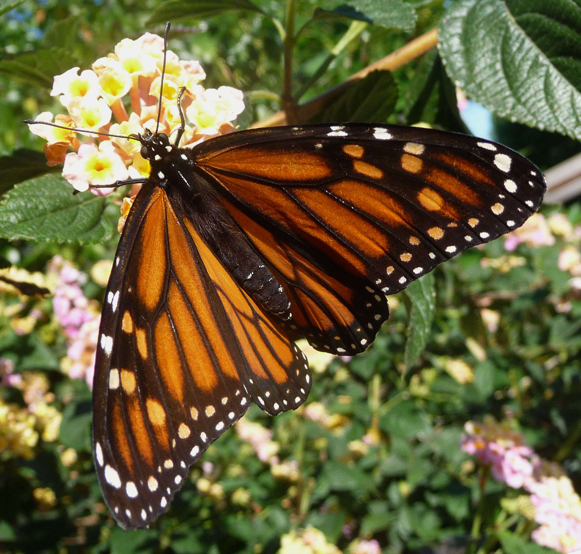 Image of Monarch Butterfly