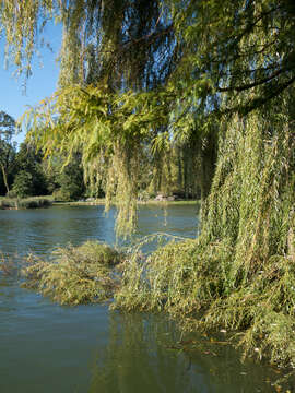 Image of Peking Willow