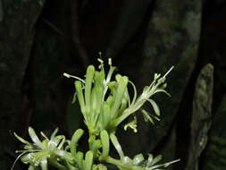 Image of bow string hemp