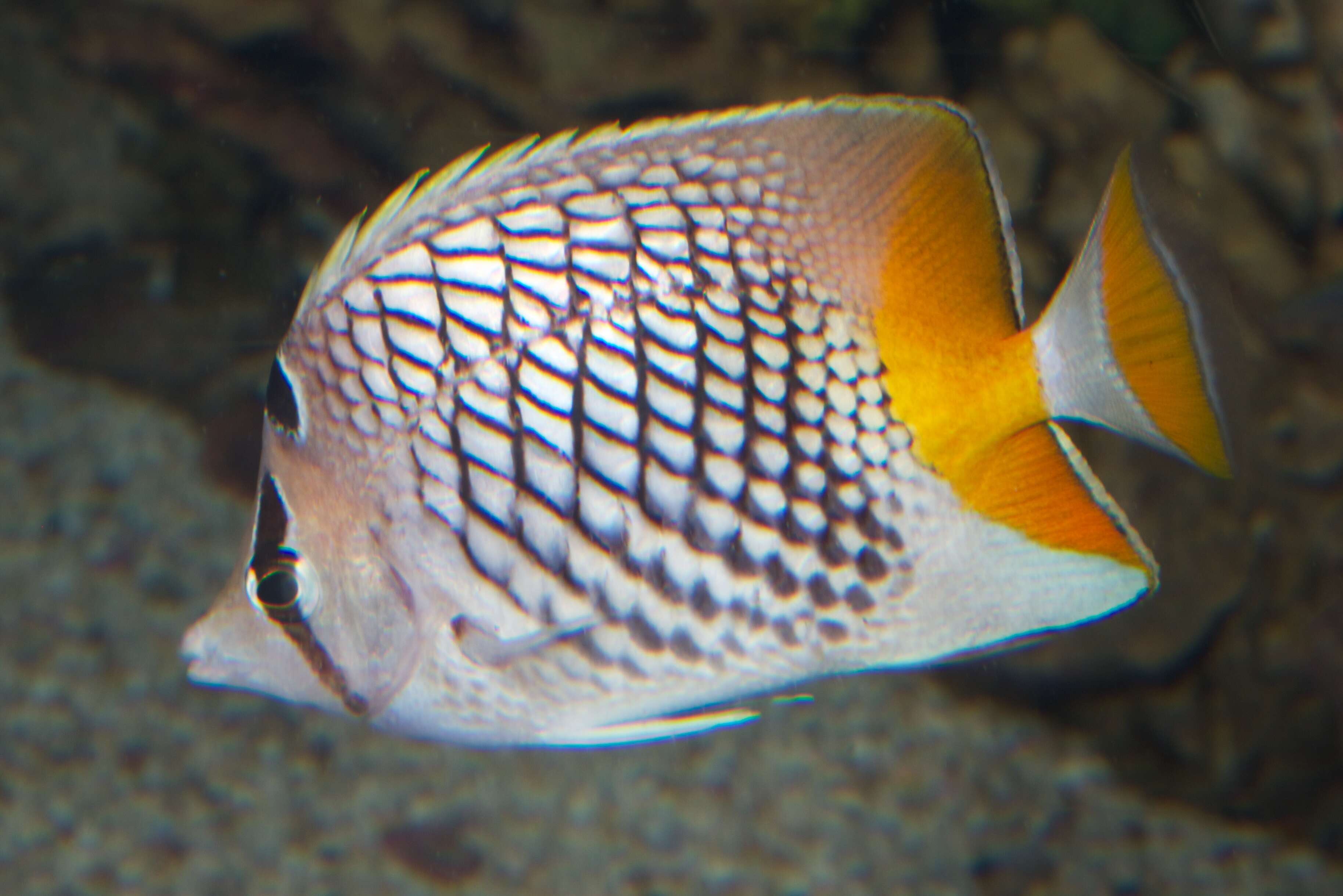 Image of Cross-hatch Butterflyfish