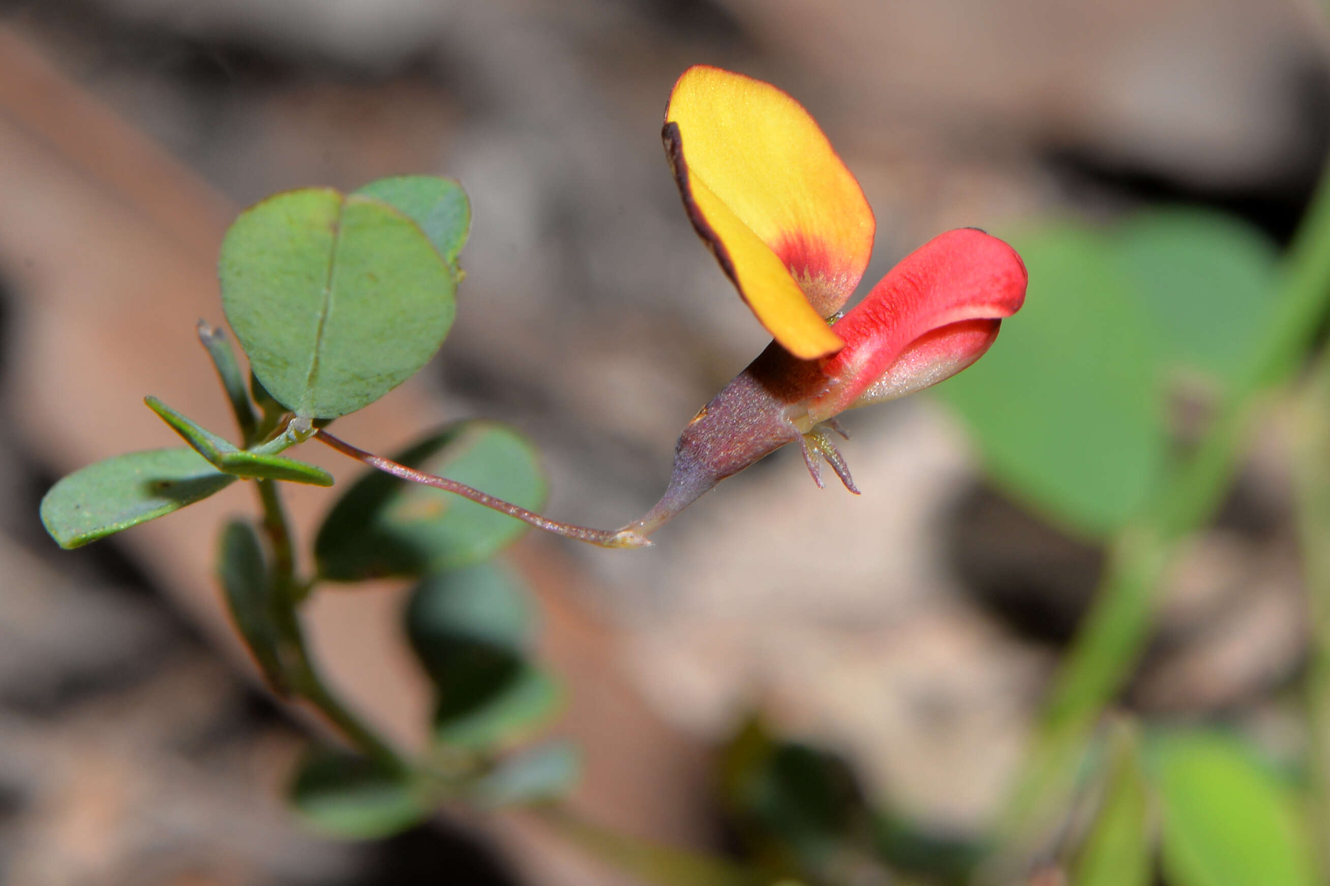 Plancia ëd Bossiaea modesta J. H. Ross