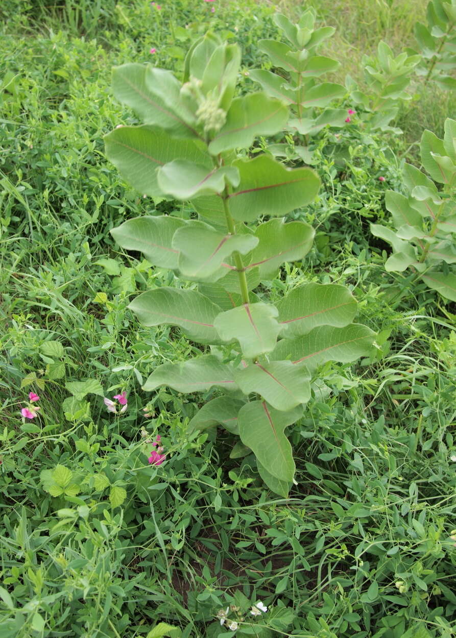 Image of milkweed